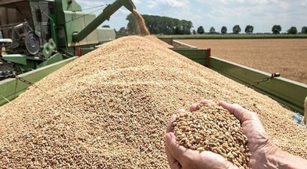 ارتفاع صادرات الحبوب والبقول عالمياً