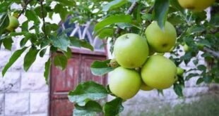 محصول التفاح