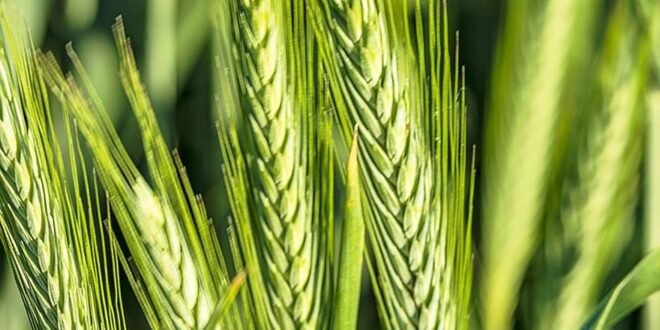 الخطة الإنتاجية لزراعة القمح