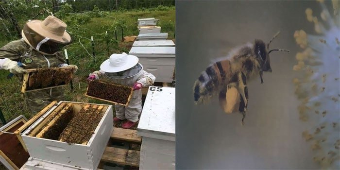 هجرة النحل